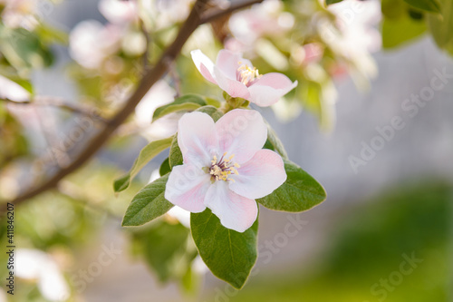 Soft focused close up shot of blossoming apple tree with tender pink flowers in springtime. Orchard in bloom on blurry background.