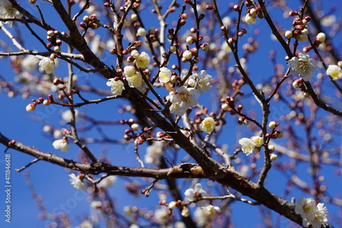 梅の花が咲き始める初春の青空