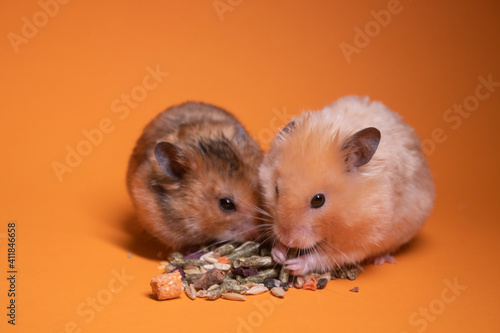 two, brown and beige, hamsters mouses eating food for rodents isolated on orange background. pets, pest