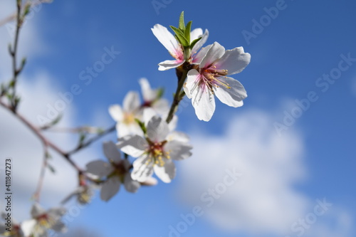 Fototapeta Naklejka Na Ścianę i Meble -  Close-up of an almond tree flowers  