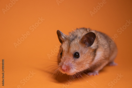 brown hamster mouse isolated on orange background. pet, pest