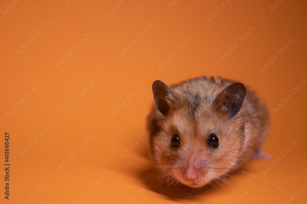 brown hamster mouse isolated on orange background. pet, pest brown hamster mouse isolated on orange background. pet, pest