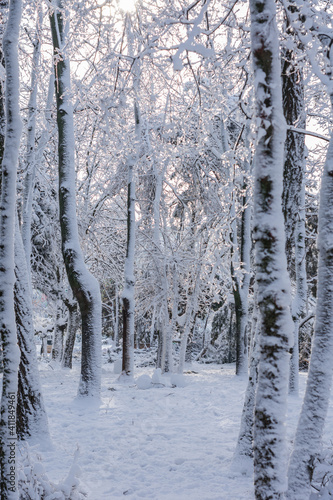 Vertical photo of trees in the city park with sunlight shining through their snow-covered branches