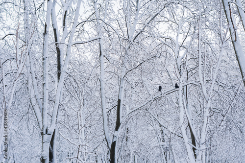 Photo of trees in snow in city park