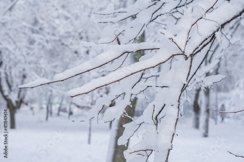 Close-up photo of tree branches in the snow. In the background a snow-covered city park