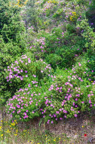 Fototapeta Naklejka Na Ścianę i Meble -  flowers of Corsica