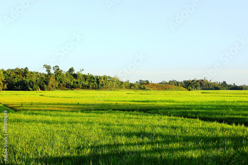 green rice field