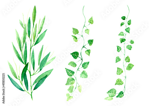 Watercolor olive branch on a white background.
