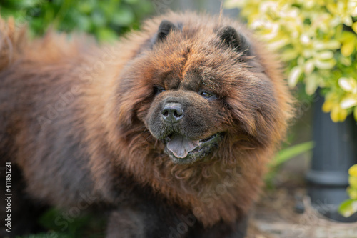 Black Chow Chow