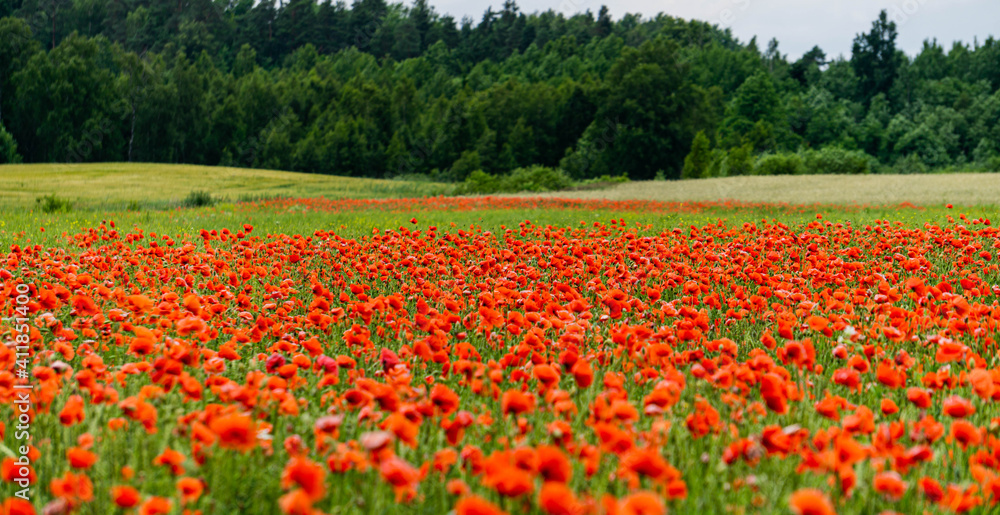 Beautiful wild red poppies in the countryside in Latvia.