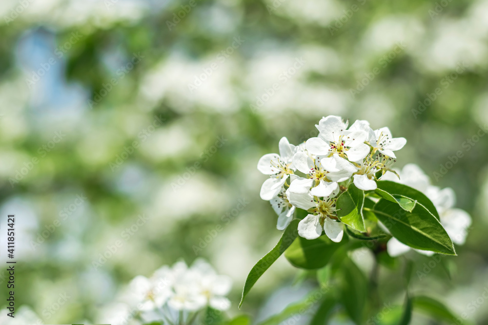 Fototapeta premium Blossoming branch of apple tree with blurred background.
