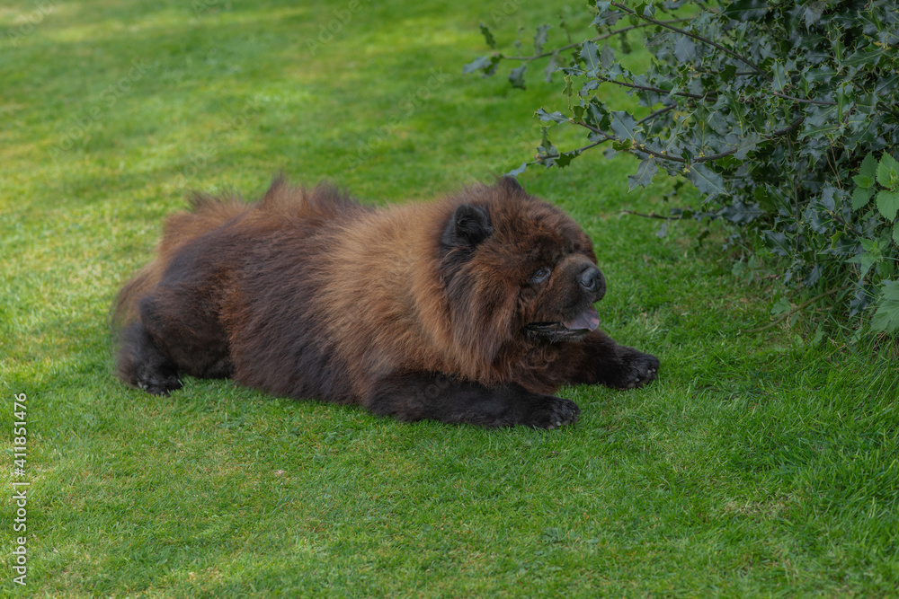 Fototapeta premium Black Chow Chow