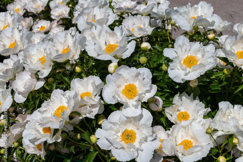 Beautiful white peonies in the garden.