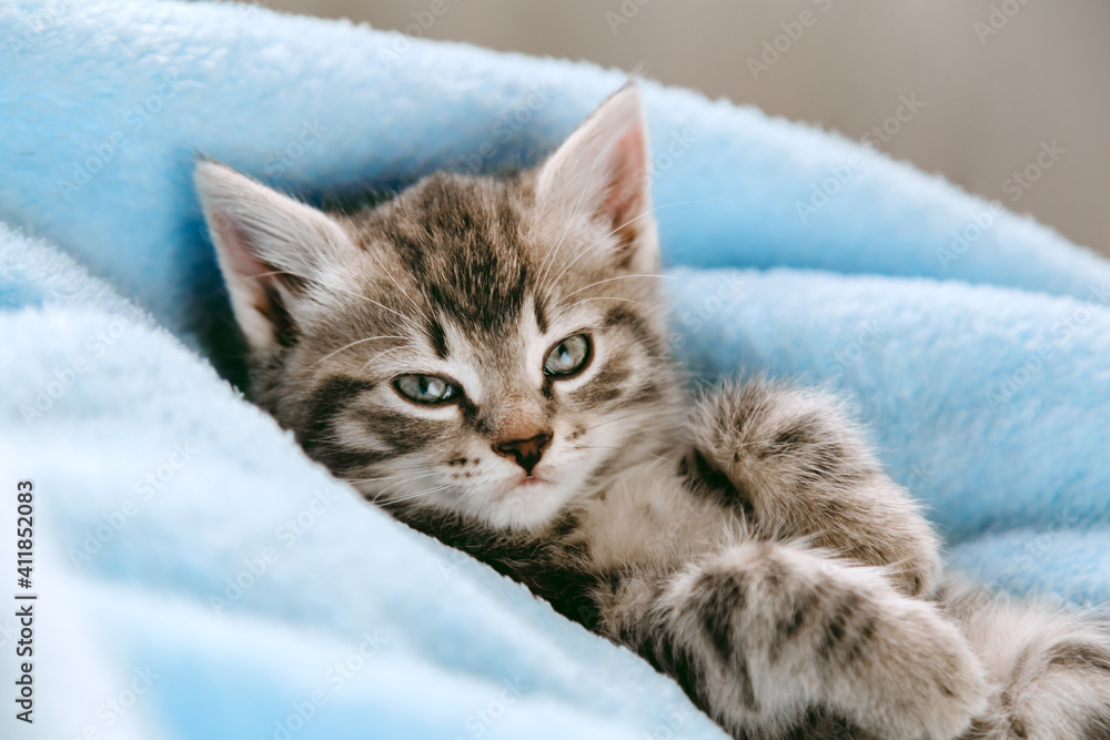Tabby gray kitten lying resting on his back. Cat kid mammal animal pet with interested facial face look on camera. Small grey kitten at home on color blue plaid background