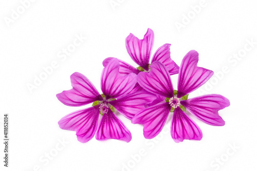 Mallow plant  Malva Vulgaris  flower isolated on white background