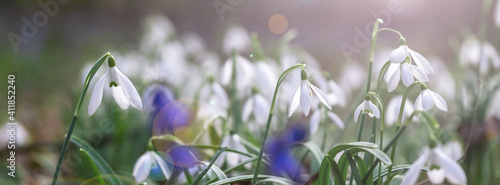 Banner first snowdrops in the forest.