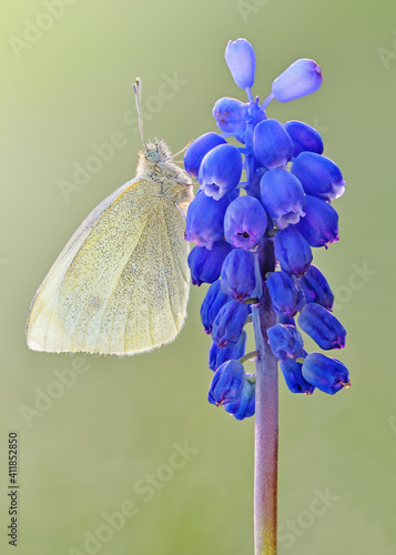 Spring leptidea sinapis macro butterfly  photo