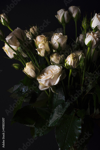 Screensaver for your phone or desktop. White roses on a dark background. Botanical wallpaper. Copy space
