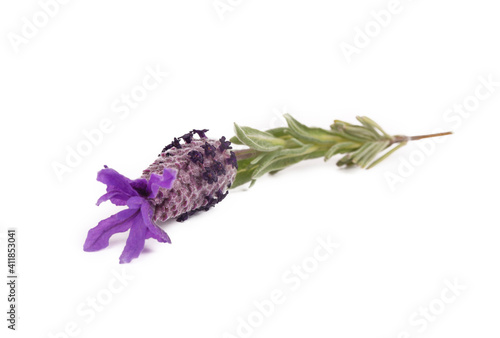 Lavandula Stoechas (French lavender; Spanish Lavender; Topped Lavender); isolated on white photo