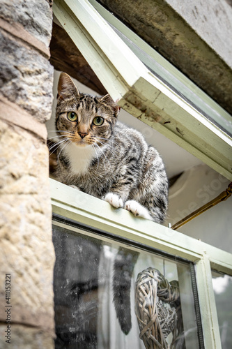 Cute young inquisitive cat with beautiful big eyes and fur balancing and standing open window from outside climbing with love heart house escaping looking at camera whilst sneaking sneaking out  photo