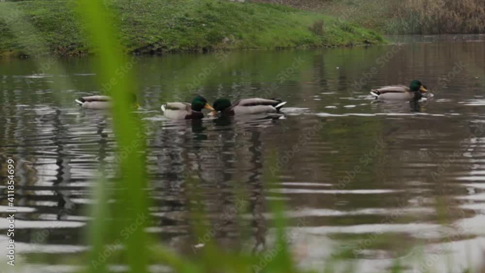 Wild-ducks swim along the river. Spring day. Wild-ducks swim along the river. Spring day.