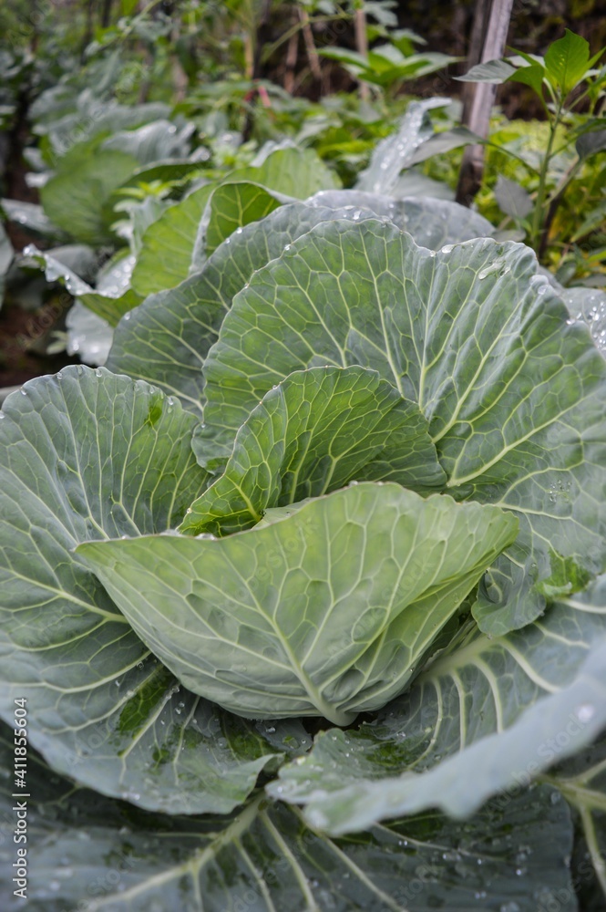 Cabbage is generally grown in cool airy areas and wet climate type. This cabbage breeding is very suitable at an altitude of more than 800 m above sea level, usually in hilly areas or mountain slopes Cabbage is generally grown in cool airy areas and wet climate type. This cabbage breeding is very suitable at an altitude of more than 800 m above sea level, usually in hilly areas or mountain slopes