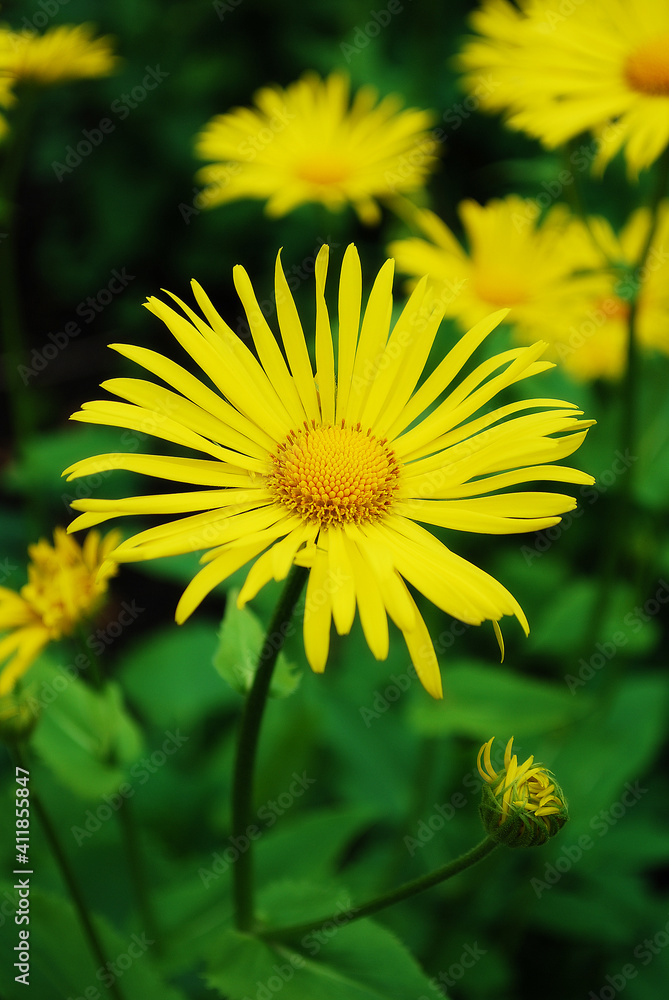 Yellow flower on a green background Yellow flower on a green background