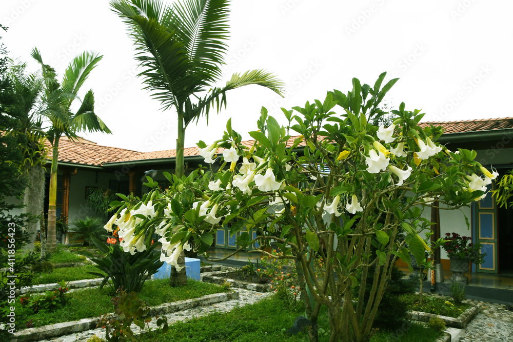 flores tropicales