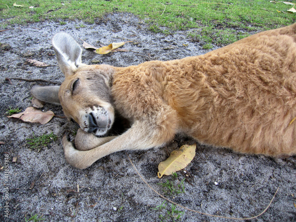 Obraz premium Kangaroo, Caversham Wildlife Park, Perth, Australia