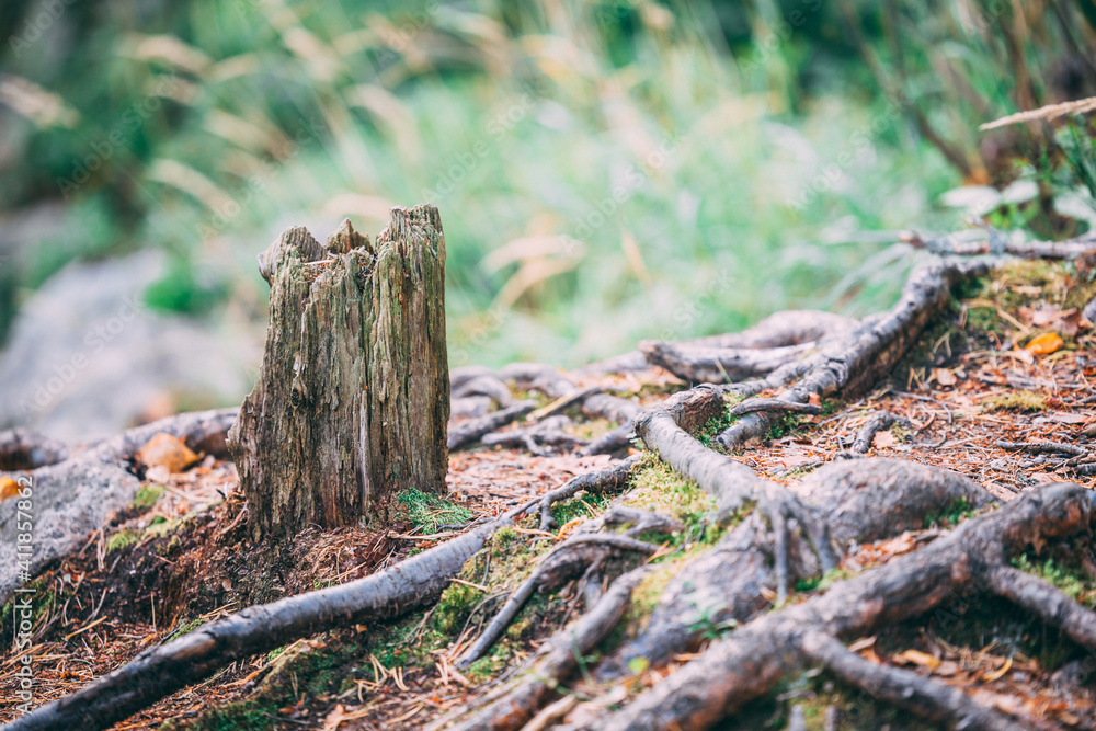 Old mossy tree stump and roots Old mossy tree stump and roots