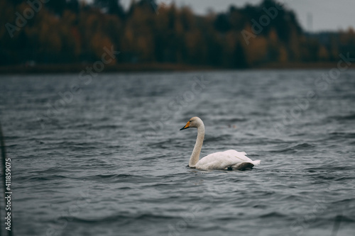 Swan on the lake