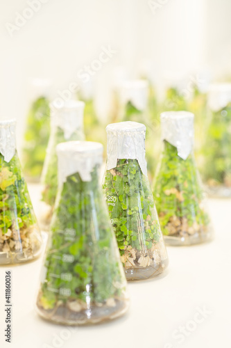 Test tubes with different plants in laboratory, closeup. University lab exploring new methods of plant breeding, Alternative green herb medicine, Natural skin care beauty products, Laboratory and deve