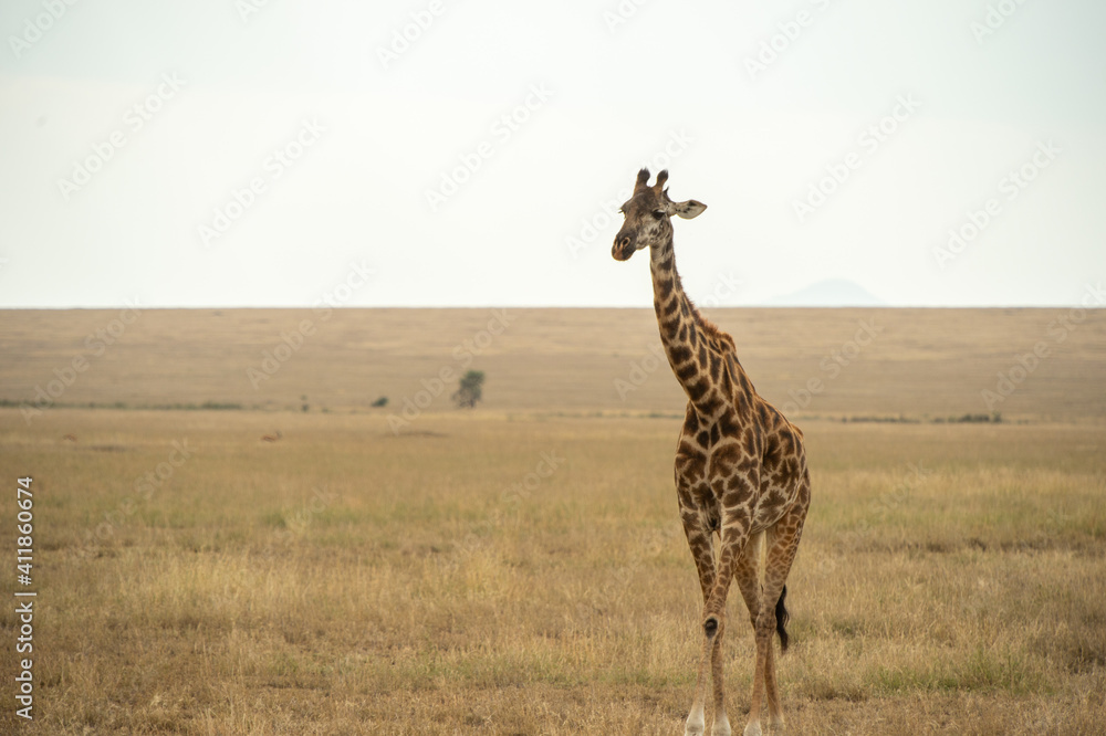 giraffe in safari