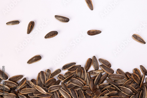 Sunflower seed horizontal line frame border copy text space on white background photo