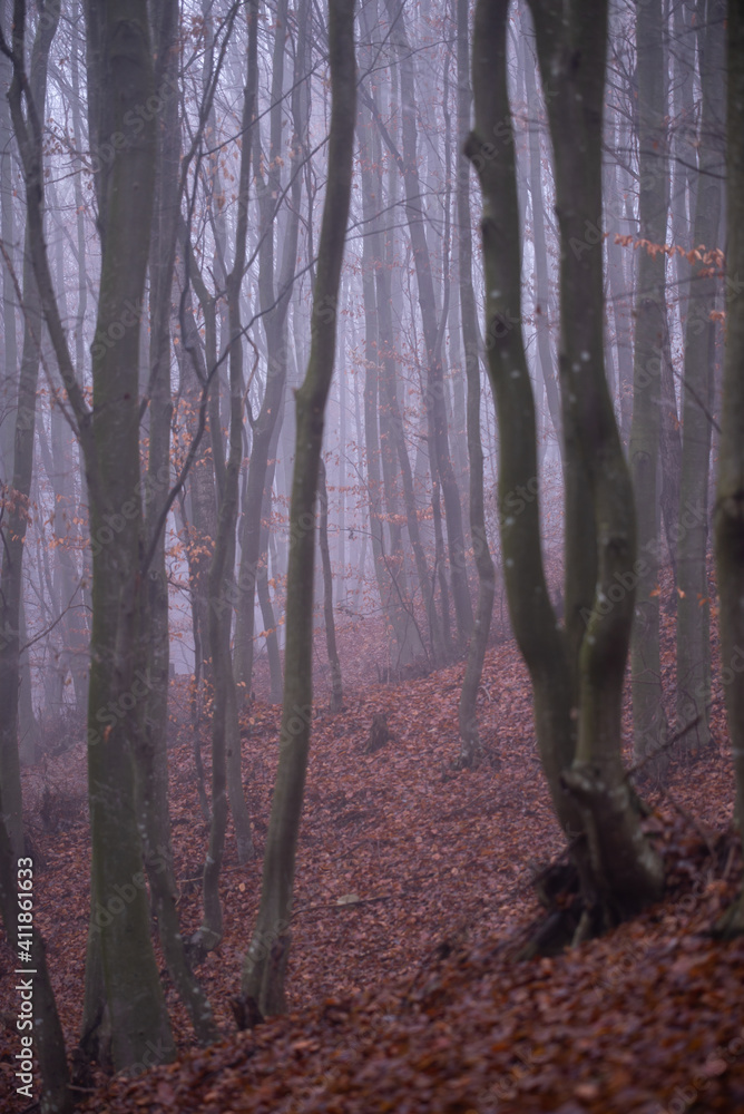 Obraz premium mystical landscape in the beech forest with few leaves shrouded in dense fog in the cold season