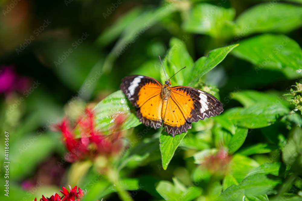 butterfly on a flower butterfly on a flower