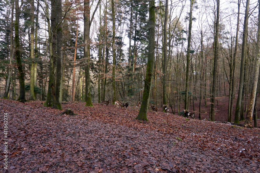 Beautiful view of European mouflon animals in the woods Beautiful view of European mouflon animals in the woods