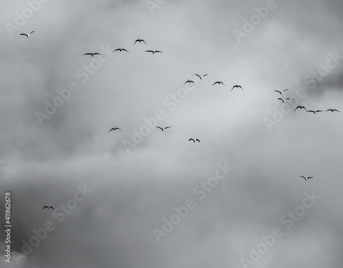 A flock of seagulls birds flying against a cloudy sky.