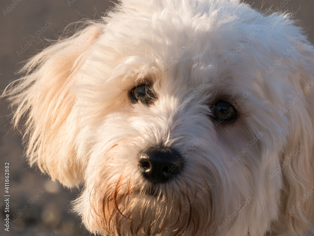 Detail portrait with a cute small Bichon puppy at golden hour, Detail portrait with a cute small Bichon puppy at golden hour,