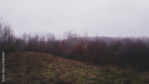 mystical landscape in the beech forest with few leaves shrouded in dense fog in the cold season
