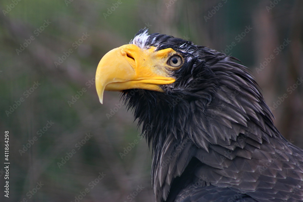 Steller's sea eagle is posing for a portrait Steller's sea eagle is posing for a portrait