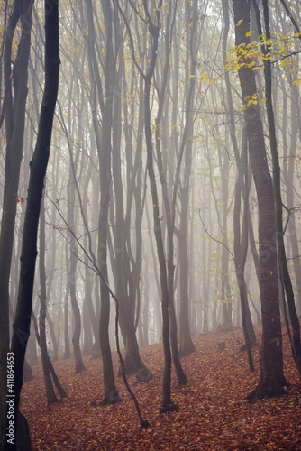 mystical landscape in the beech forest with few leaves shrouded in dense fog in the cold season