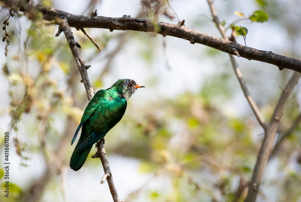Male Asian emerald cuckoo perching on tree branch , Thailand
