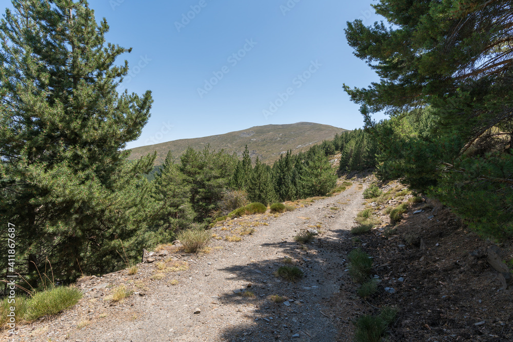 dirt road between a pine forest in Sierra Nevada dirt road between a pine forest in Sierra Nevada