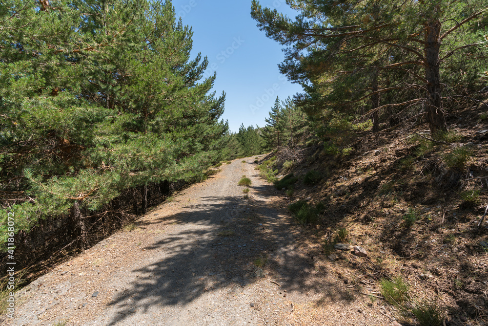 dirt road between a pine forest in Sierra Nevada dirt road between a pine forest in Sierra Nevada