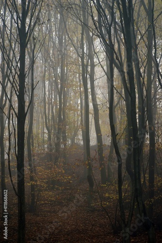 dream forest shrouded in thick fog. colored beech leaves in the autumn season