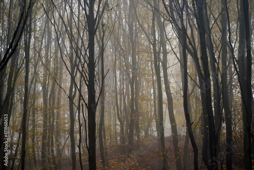 dream forest shrouded in thick fog. colored beech leaves in the autumn season