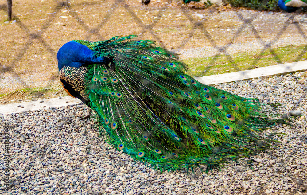 Obraz premium peacock with feathers