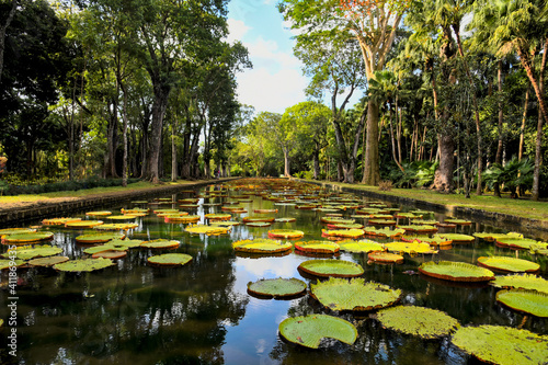 Quadro su tela botanic garden of pamplemousse on mauritius