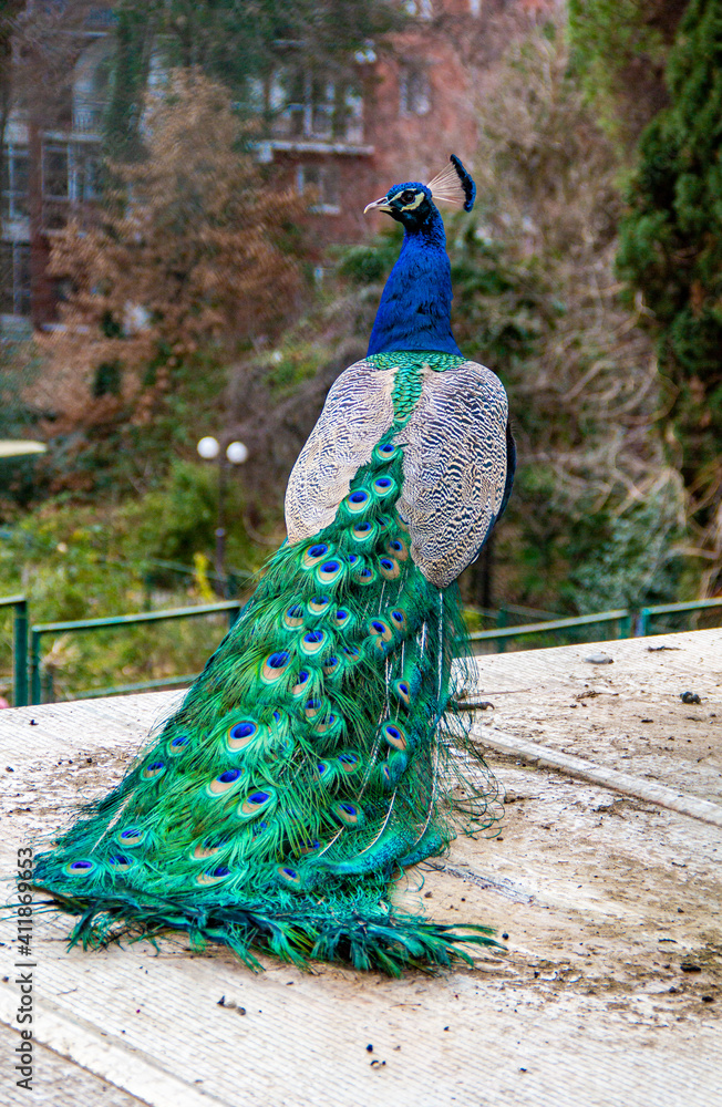 Obraz premium peacock with feathers